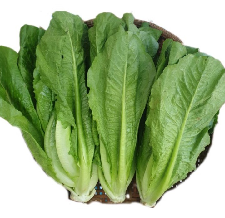 Xà lách romaine